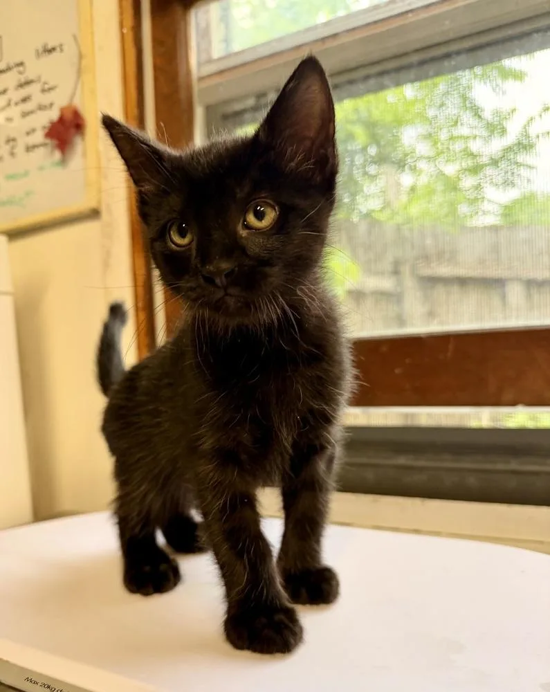 Cat Cafe Speck