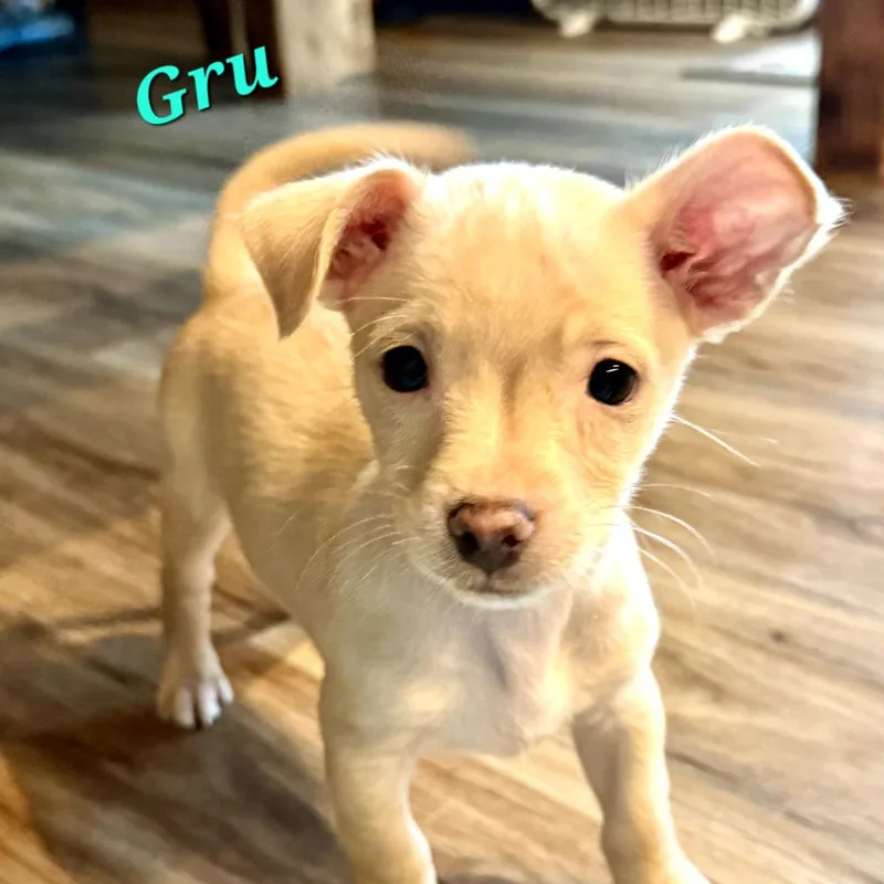 A baby small-sized male White / Cream Chihuahua dog named Gru for adoption in Monticello, IA