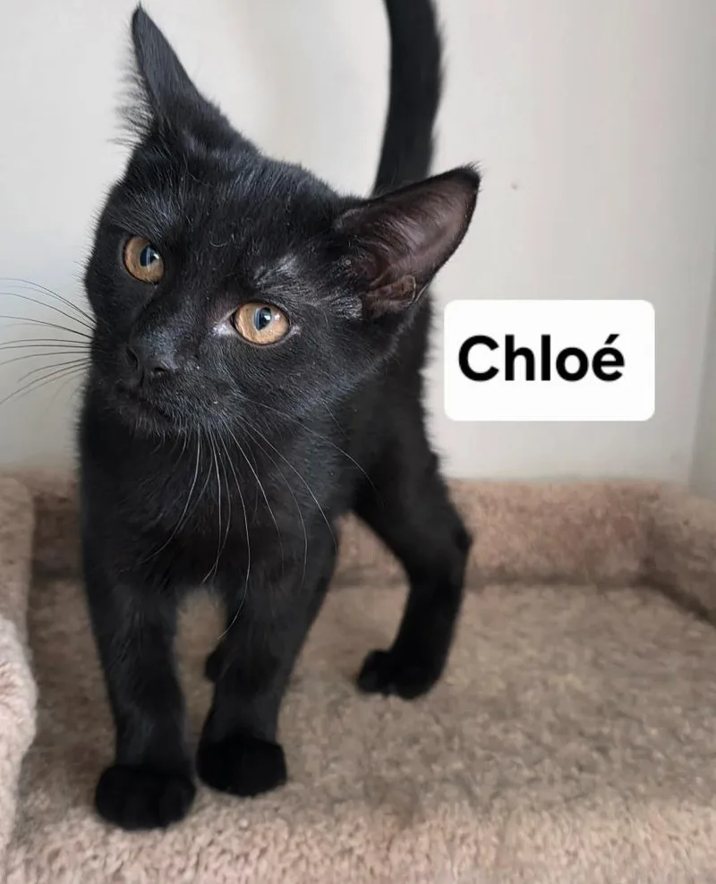A baby medium-sized female Domestic Short Hair cat named Chloe for adoption in Bossier City, LA