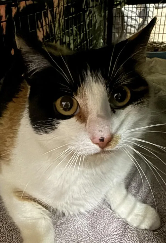 A young small-sized female Black & White / Tuxedo Domestic Short Hair cat named Bellini Oz for adoption in Mount Laurel, NJ