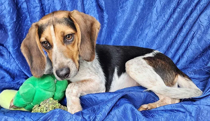 Jolene Beagle thumbnail 2