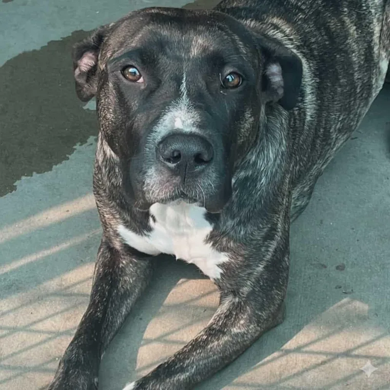 An adult large-sized female Brindle Terrier dog named BellA for adoption in St. Louis, MO