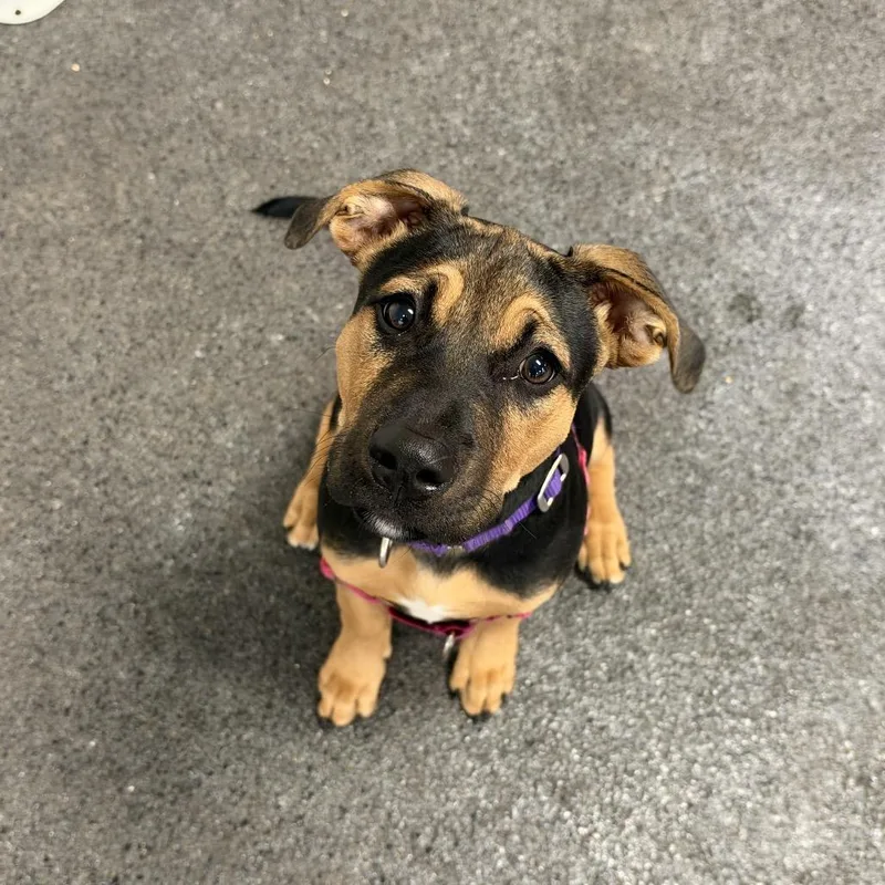 A baby small-sized male Mixed Breed dog named Sal for adoption in Oshkosh, WI