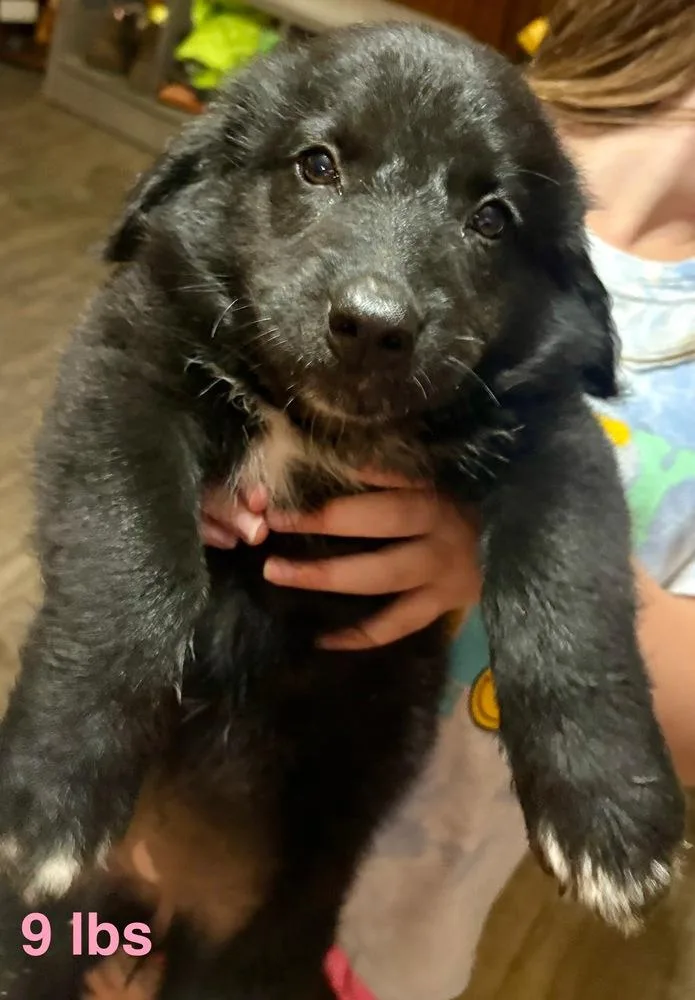 A baby large-sized female Tricolor (Brown, Black, & White) Labrador Retriever dog named Cyr Felicity for adoption in Broomfield, CO