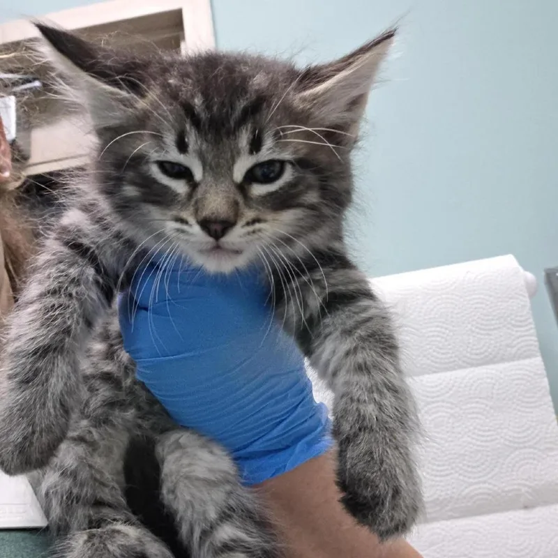 A baby small-sized male Black Domestic Medium Hair cat named Bob for adoption in Tacoma, WA