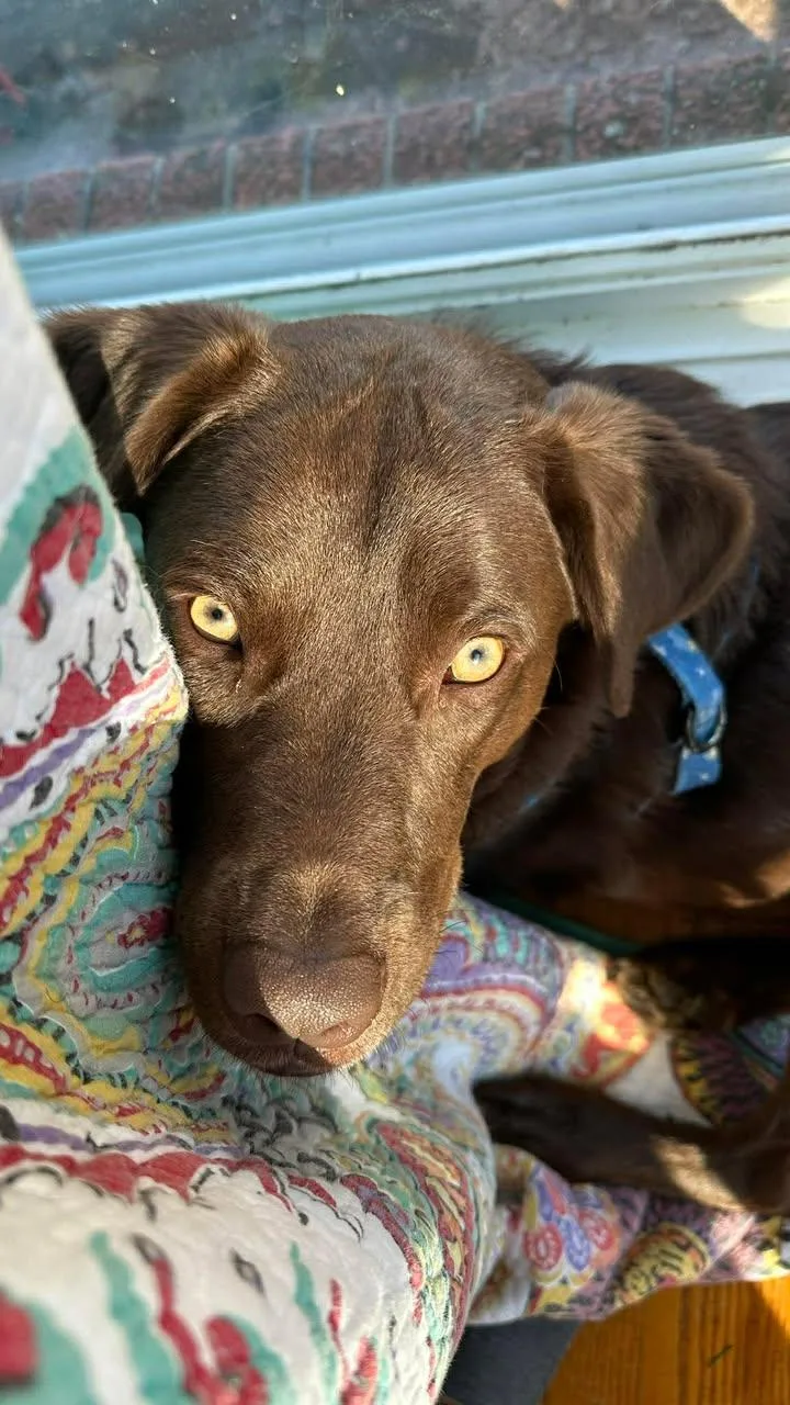 A young large-sized male Brown / Chocolate Chesapeake Bay Retriever dog named Milton for adoption in Richmond, KY