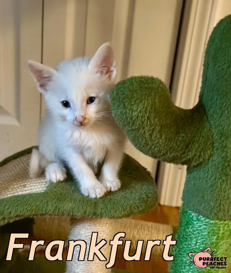 A baby medium-sized male Domestic Short Hair cat named Frankfurt for adoption in Douglasville, GA