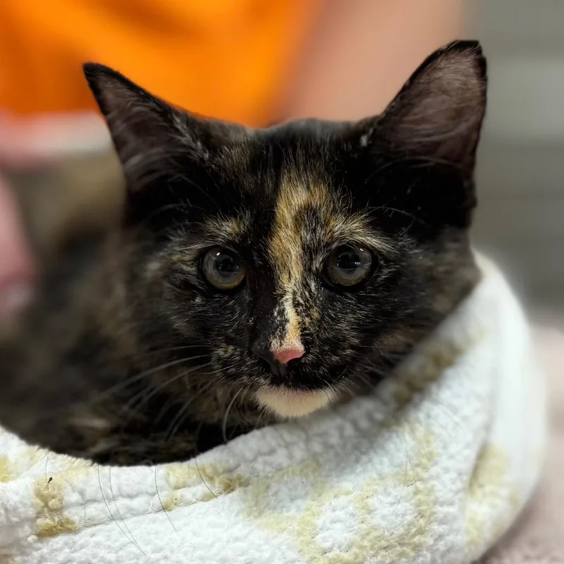 A baby small-sized female Black Domestic Long Hair cat named Emma for adoption in Nashville, IN