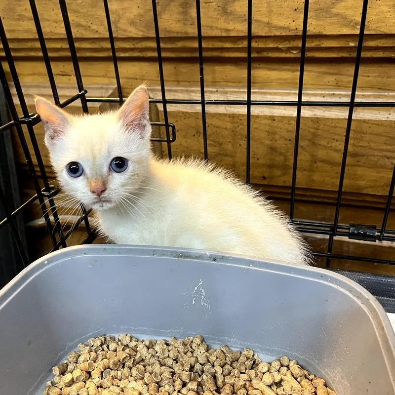 A baby small-sized male White Siamese cat named Beckett for adoption in Fort Worth, TX
