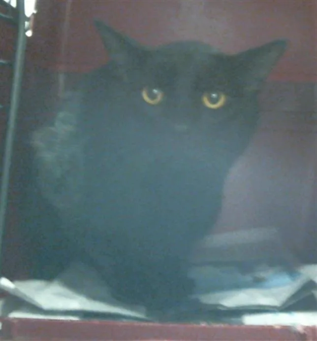 An adult large-sized male Domestic Short Hair cat named Luffy for adoption in Houston, TX