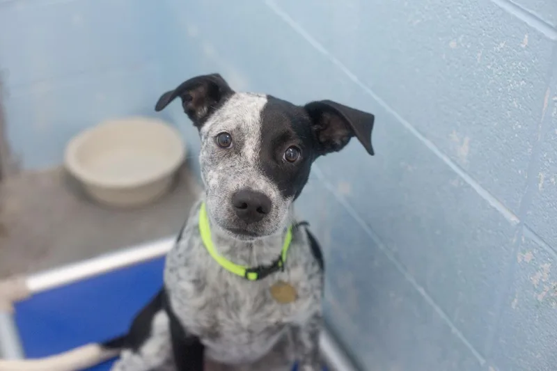 A young medium-sized male Border Collie dog named Brennan for adoption in Mountain Home, AR