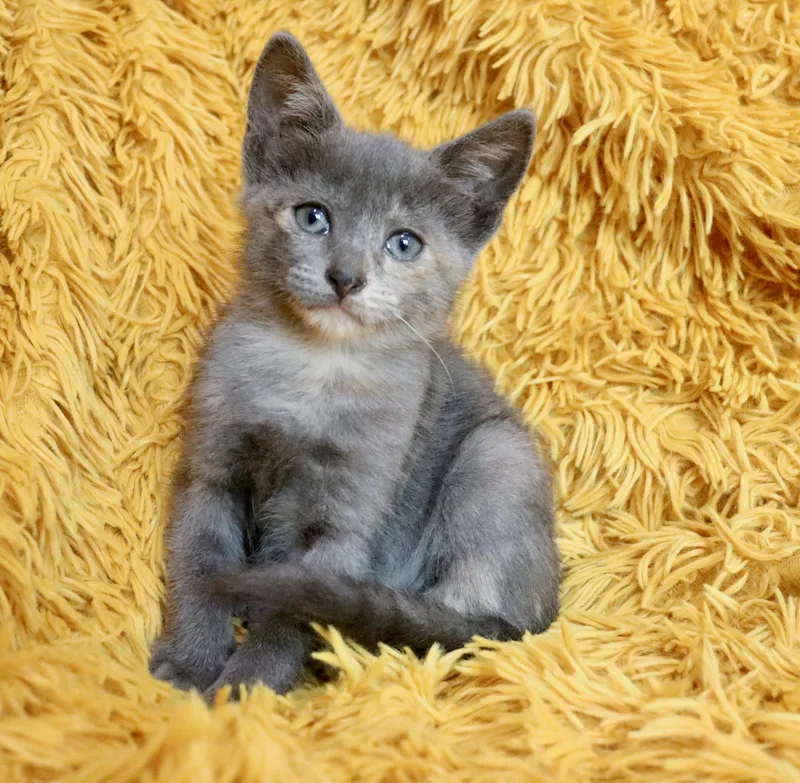 A baby medium-sized female Dilute Tortoiseshell cat named Clover for adoption in Saint Augustine, FL