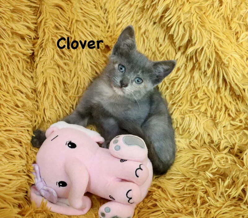Clover thumbnail 4
