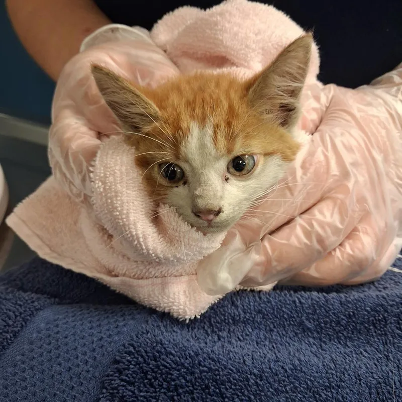 A baby small-sized male Orange / Red Domestic Short Hair cat named Lightning for adoption in Newark, NJ
