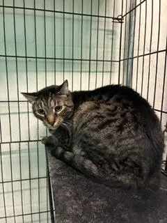 An adult small-sized male Domestic Short Hair cat named Simon for adoption in Gainesville, FL