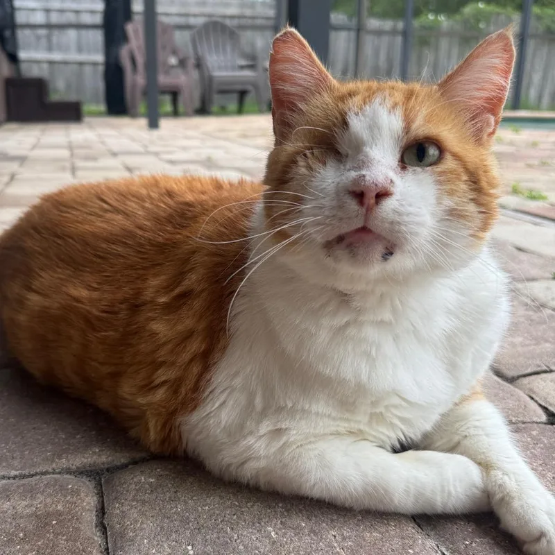 A senior small-sized male Orange / Red Domestic Short Hair cat named Griffin for adoption in Orlando, FL