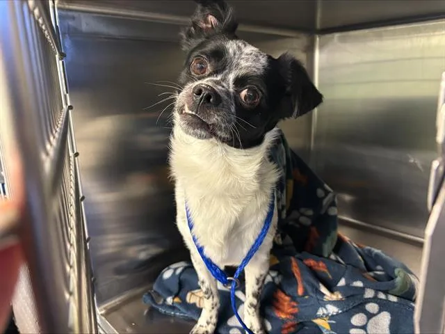 An adult medium-sized male Chihuahua dog named Thor for adoption in Grand Prairie, TX