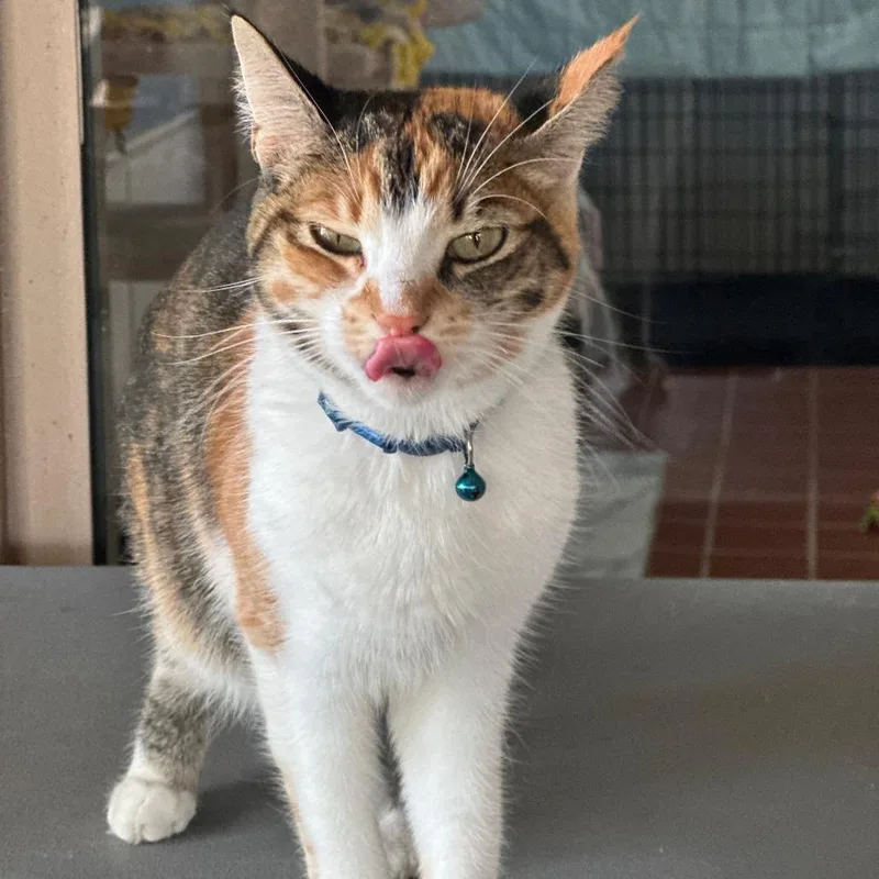 An adult medium-sized female Domestic Short Hair cat named Stella for adoption in Tucson, AZ