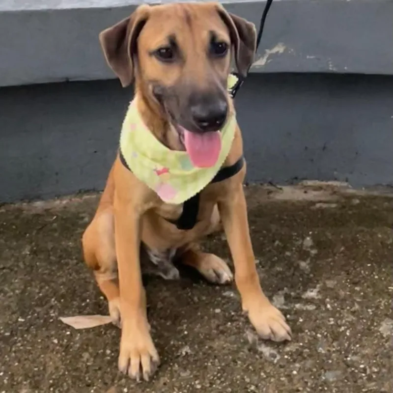 A baby small-sized male Red / Chestnut / Orange Labrador Retriever dog named Archie "today Is Our for adoption in New York, NY