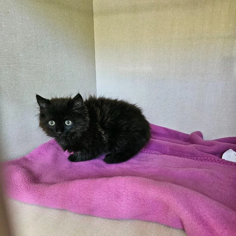 A baby small-sized female Black Domestic Medium Hair cat named Chop Suey for adoption in Conway, NH