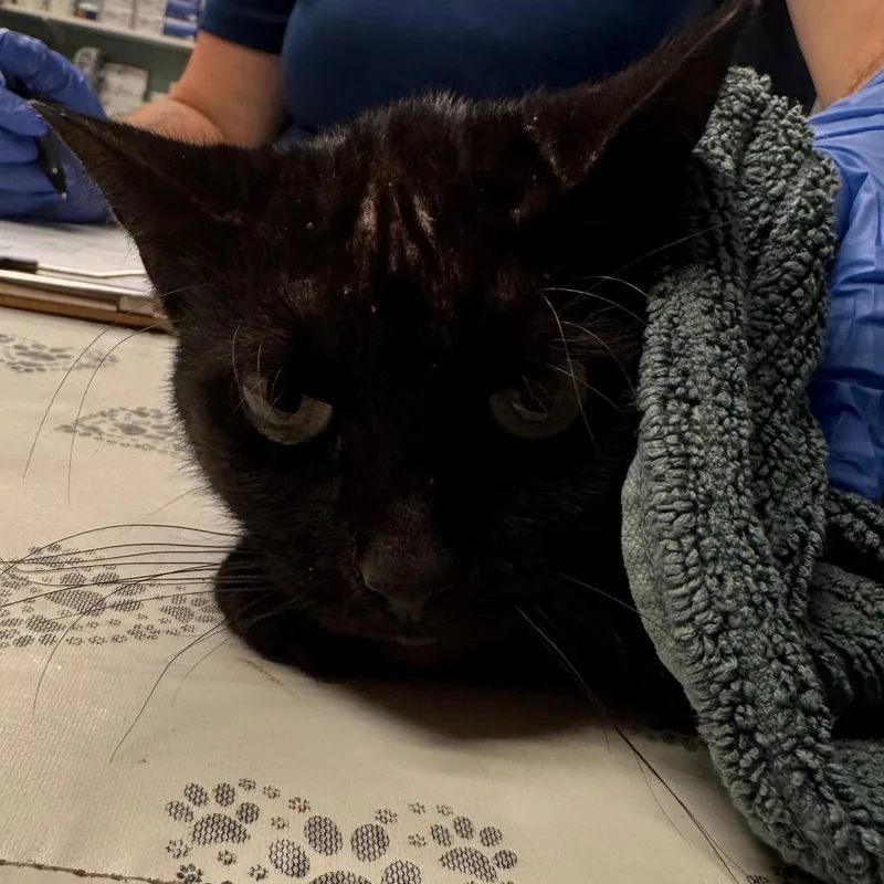 An adult medium-sized female Black Domestic Short Hair cat named Strawberry for adoption in Birdsboro, PA