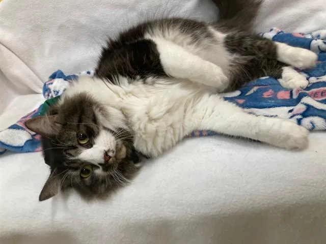 An adult medium-sized male Domestic Long Hair cat named Rio for adoption in Upper Marlboro, MD