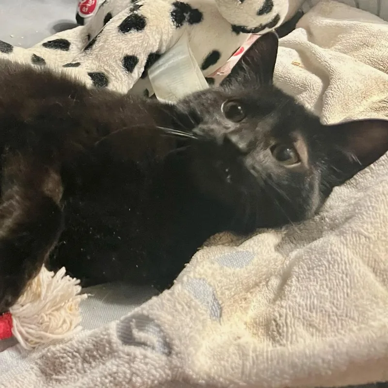 A young medium-sized male Domestic Short Hair cat named Petey for adoption in Honeoye, NY