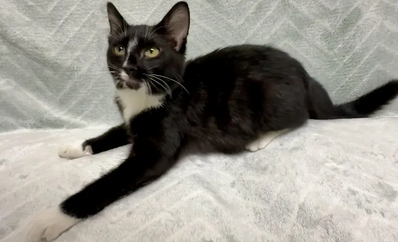 A young medium-sized female Black & White / Tuxedo Domestic Short Hair cat named Pepper for adoption in Miller Beach, IN