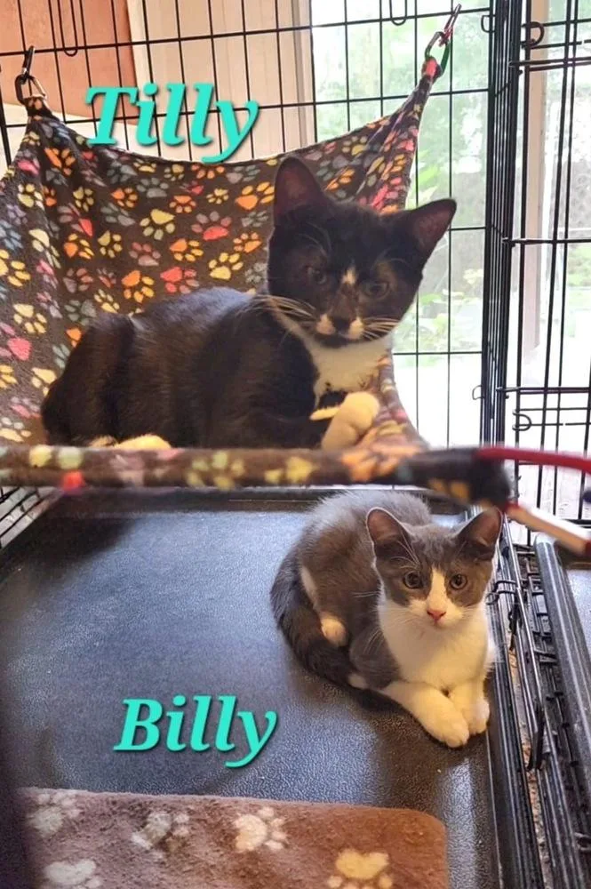 A baby small-sized female Black & White / Tuxedo Domestic Short Hair cat named Tilly for adoption in Bowie, MD