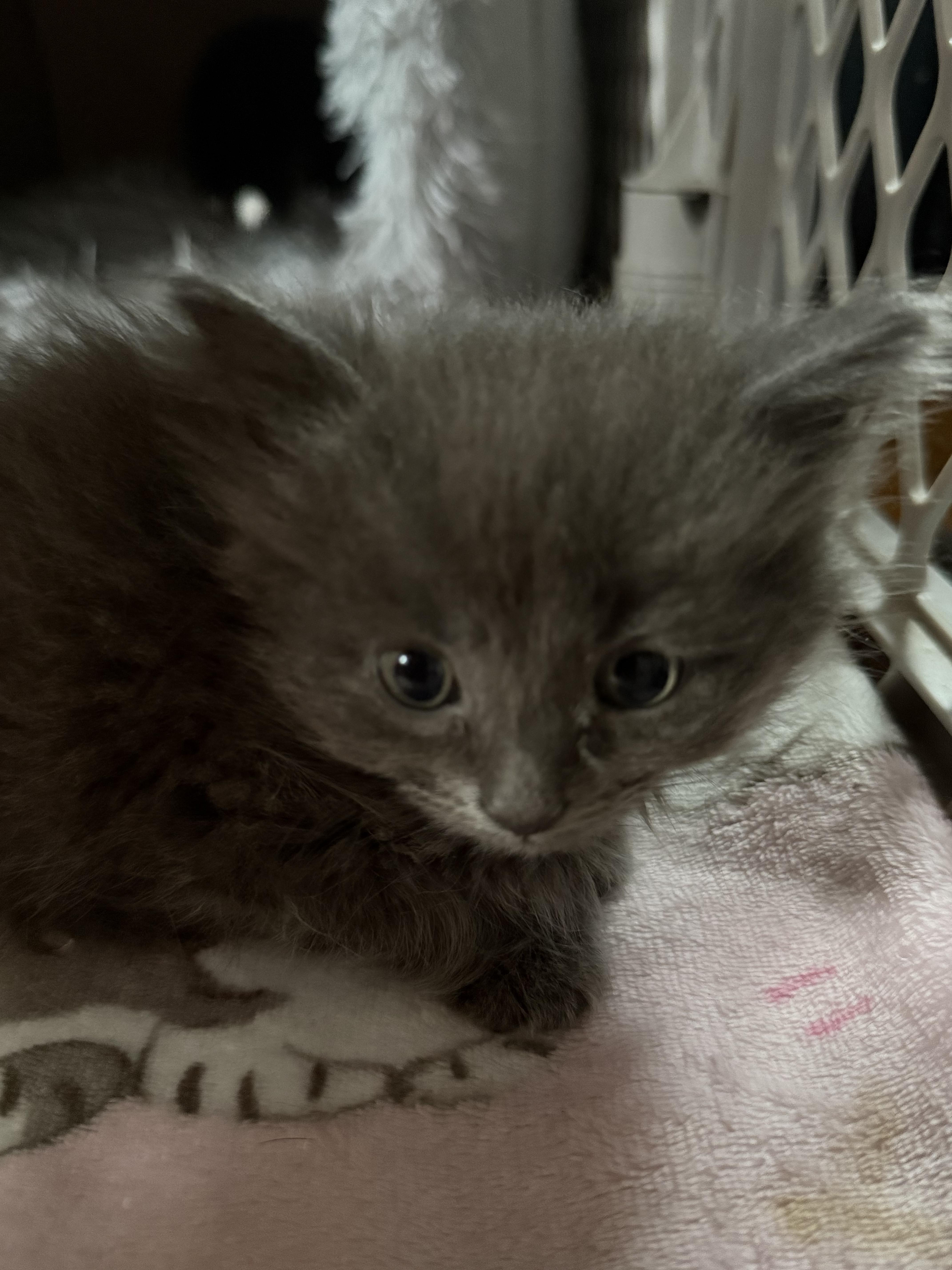 A baby small-sized female Domestic Long Hair cat named Lilac for adoption in OLEAN, NY