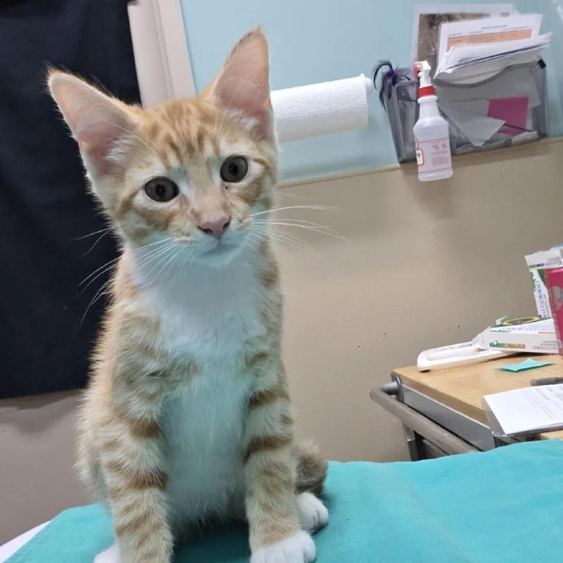 A baby small-sized male Orange / Red Domestic Short Hair cat named California for adoption in Tacoma, WA