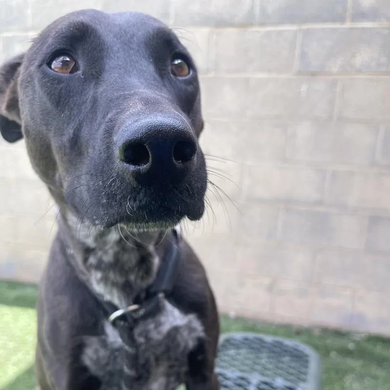 An adult medium-sized female Black Shepherd dog named Siri for adoption in Flagstaff, AZ