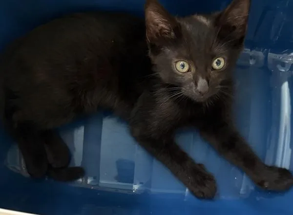 A baby small-sized female Domestic Short Hair cat named If for adoption in Lawrenceville, GA