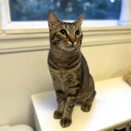 An adult small-sized male Gray / Blue / Silver Manx cat named Chester for adoption in Atlanta, GA