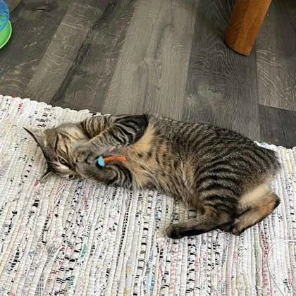 Chester thumbnail 2