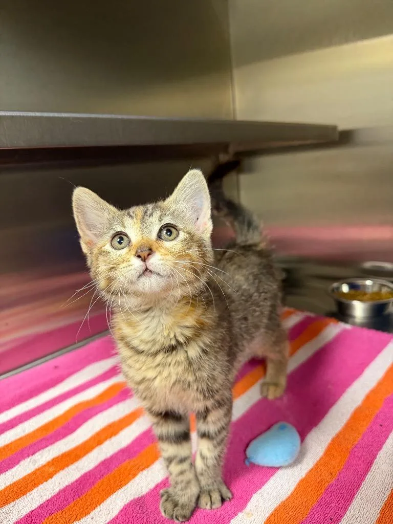 A baby medium-sized female Domestic Short Hair cat named Goldie for adoption in Great Bend, KS