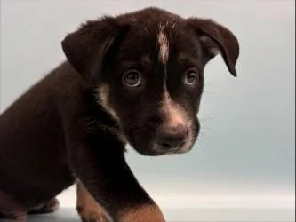 A baby large-sized male Labrador Retriever dog named Kennedy for adoption in Coon Rapids, MN