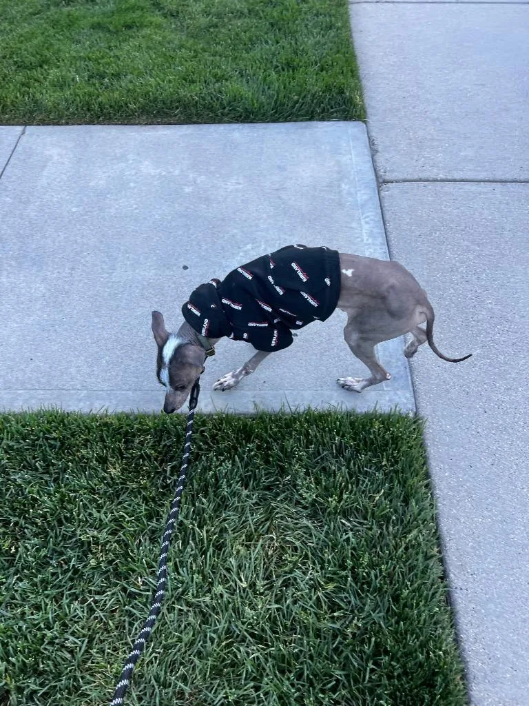 Floki