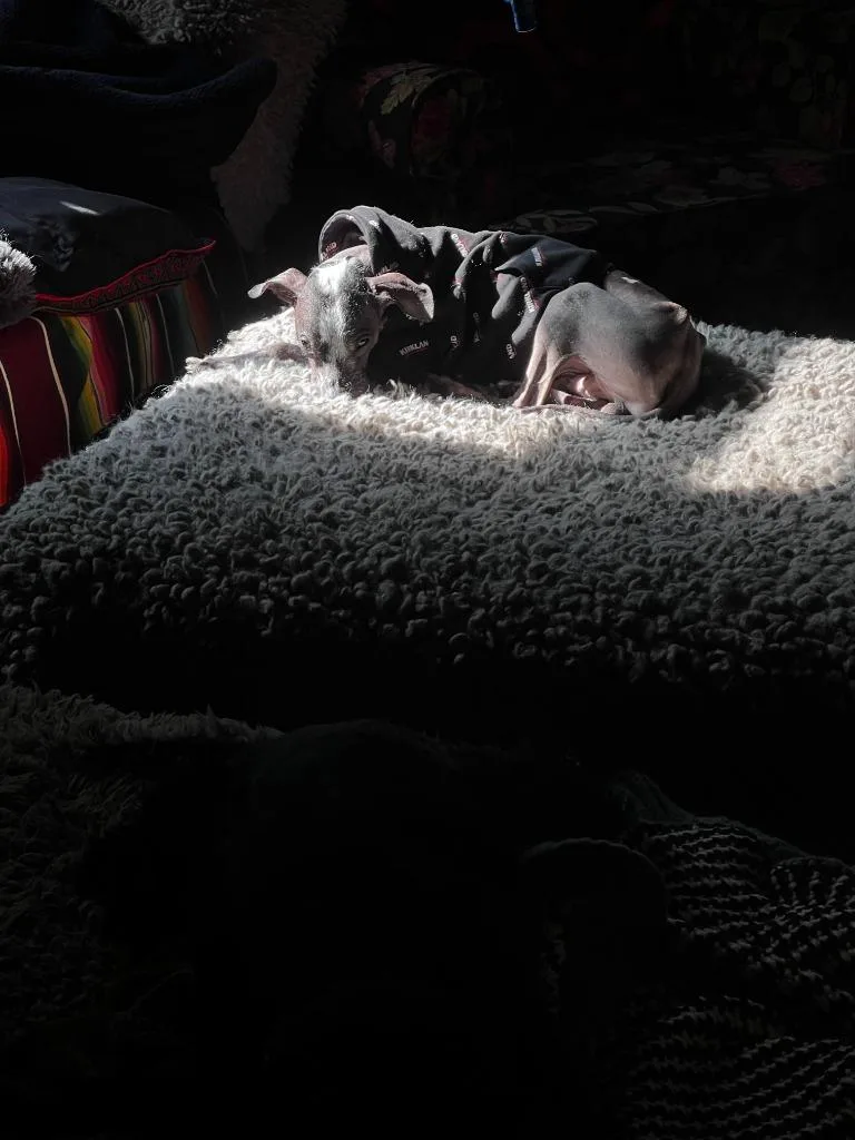 Floki thumbnail 3