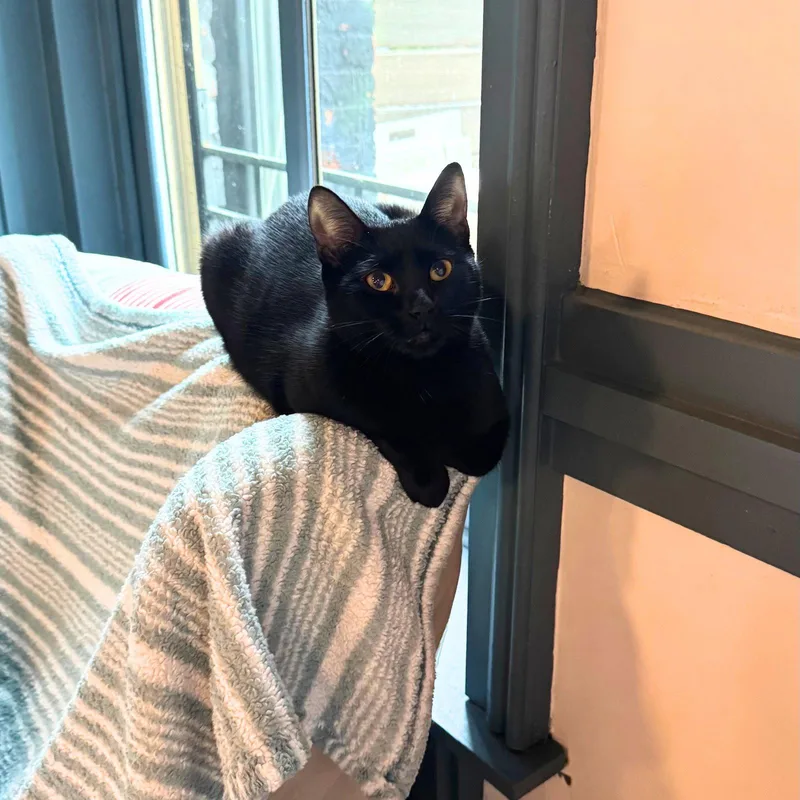 An adult medium-sized female Black Domestic Short Hair cat named Himeji for adoption in Brooklyn, NY