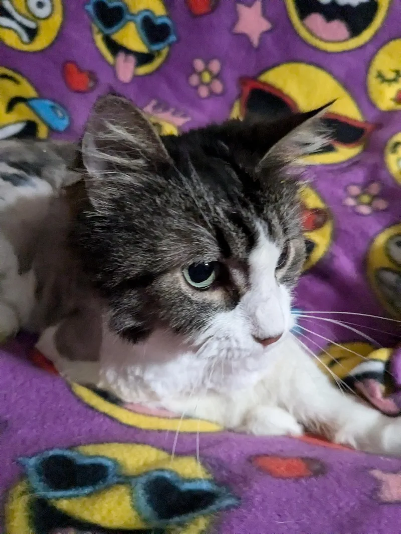 Havannah thumbnail 2