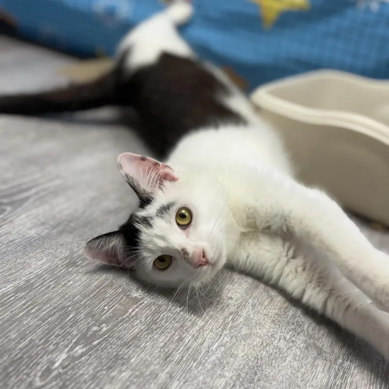 An adult medium-sized male White Domestic Short Hair cat named Hurricane for adoption in Ridgely, MD