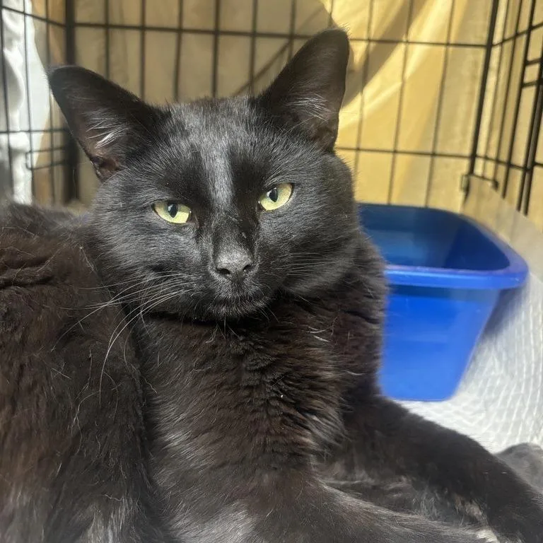 A young medium-sized male Black Domestic Short Hair cat named Nip for adoption in New York, NY