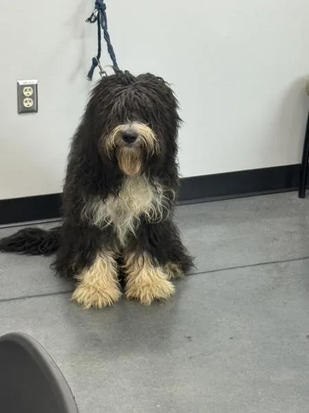 An adult large-sized unknown Labradoodle dog named Pen   Moppy for adoption in Lawrenceville, GA