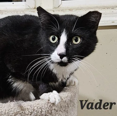 Vader thumbnail 2