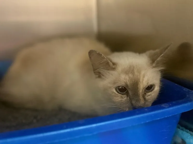 A young medium-sized female Siamese cat named Pricillia for adoption in Waverly, TN