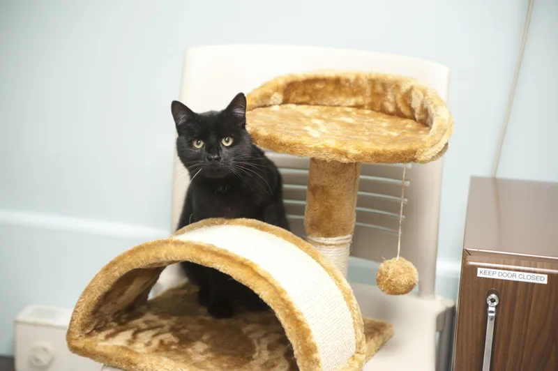 An adult medium-sized male Black Domestic Short Hair cat named Jabba for adoption in Media, PA