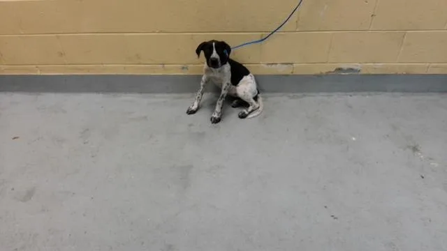 A young large-sized female Plott Hound dog named Smile for adoption in Tulsa, OK