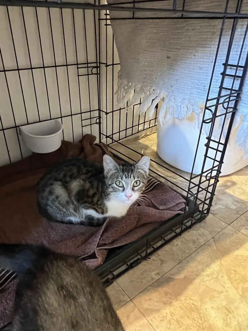 A young medium-sized female Tabby (Buff / Tan / Fawn) Tabby cat named LilyBella for adoption in Parker, TX