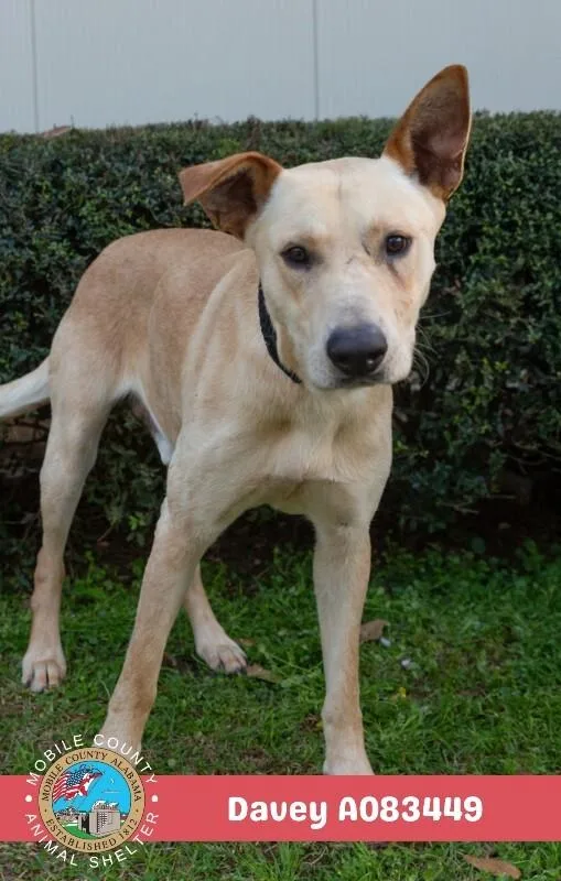 An adult medium-sized male Labrador Retriever dog named Davey for adoption in Mobile, AL